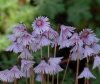 Soldanella Sudden S...